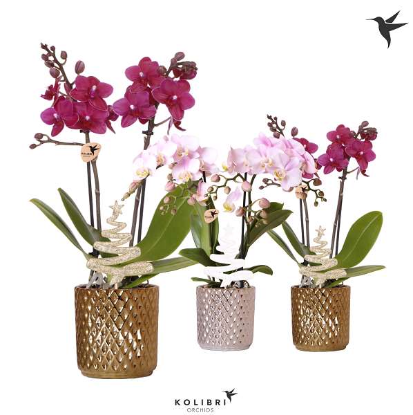 Picture of PHALAENOPSIS 02-STEM MIX IN CERAMIC