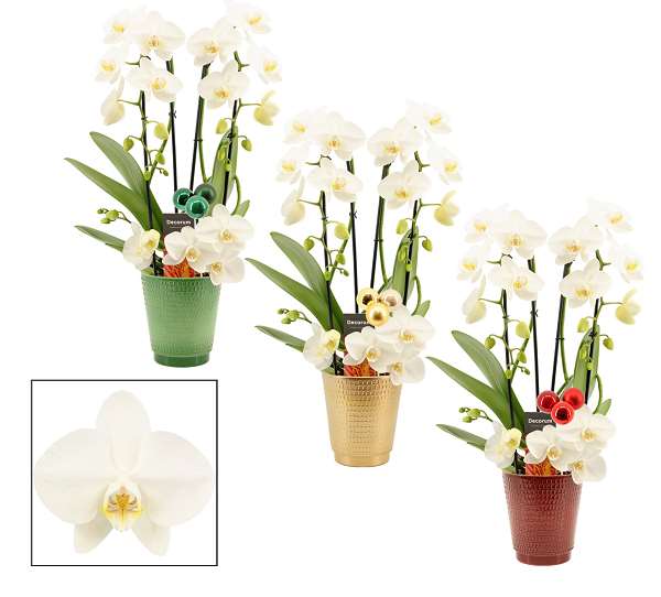 Picture of PHALAENOPSIS 03-STEM TWIRL WHITE IN CERAMIC