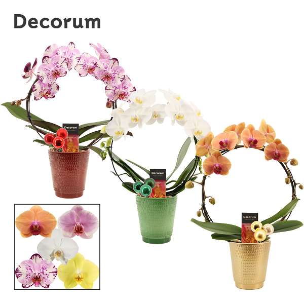 Picture of PHALAENOPSIS 02-STEM HOOP MIX IN CERAMIC