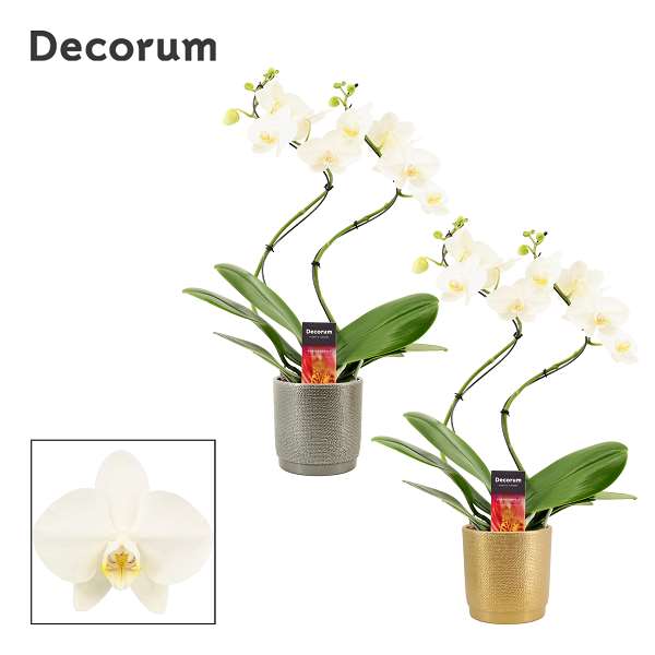 Picture of PHALAENOPSIS 02-STEM HURRICANE WHITE IN CERAMIC