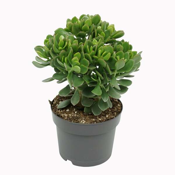 Picture of CRASSULA MINOVA