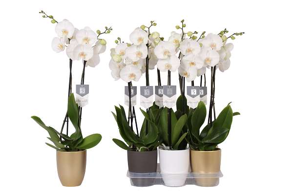 Picture of PHALAENOPSIS 02-STEM WHITE WORLD IN CERAMIC