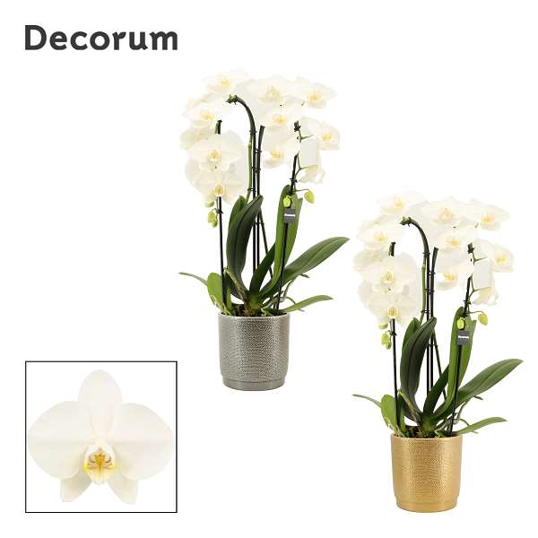 Picture of PHALAENOPSIS 02-STEM CASCADE WHITE IN CERAMIC