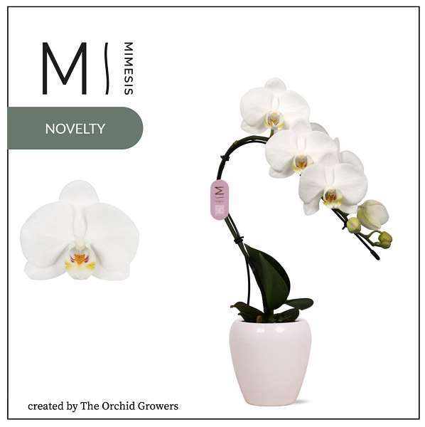 Picture of PHALAENOPSIS 01-STEM SWAN WHITE IN CERAMIC WHITE