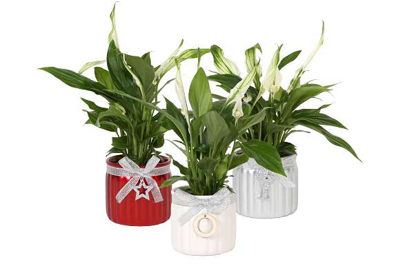 Picture of SPATHIPHYLLUM IN CERAMIC