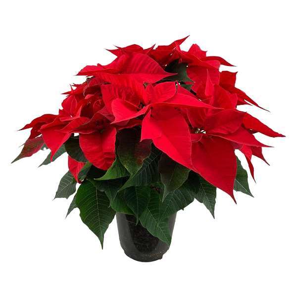 Picture of POINSETTIA RED