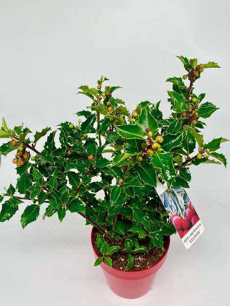 Picture of ILEX AQUIFOLIUM 'LUCIFER PBR'