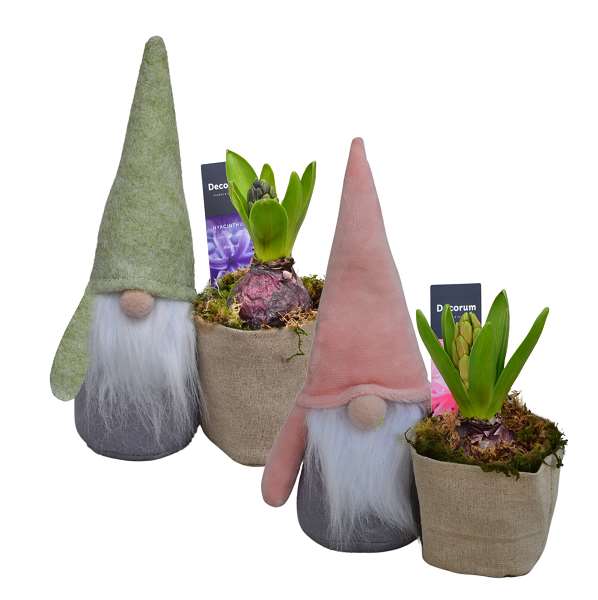 Picture of HYACINTHUS 01BULB GNOME