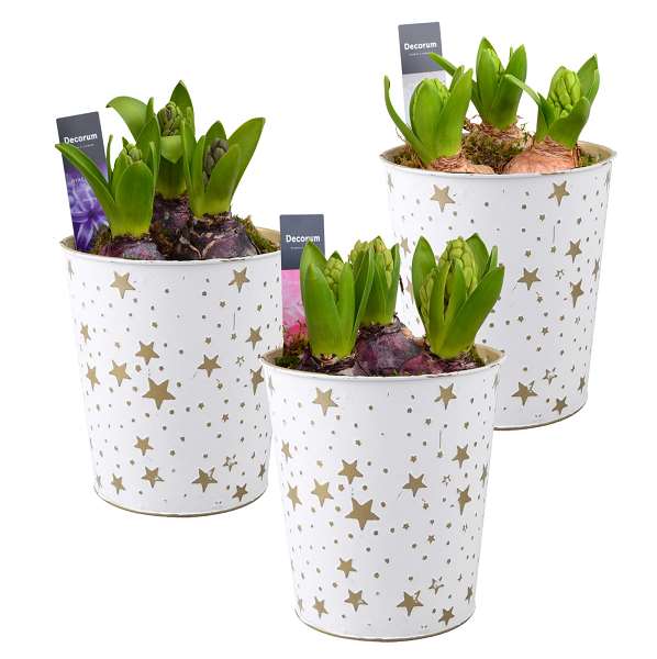 Picture of HYACINTHUS 03BULBS ZINC GOLDEN STARS