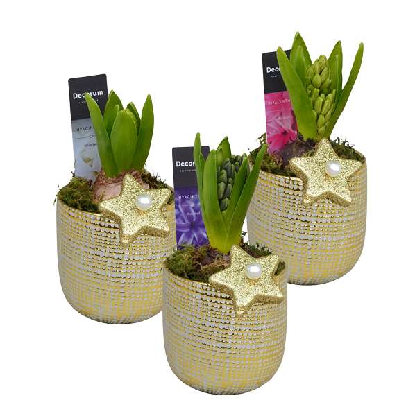 Picture of HYACINTHUS 01BULB CERAMIC GOLD