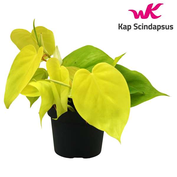 Picture of PHILODENDRON SCANDENS LIME