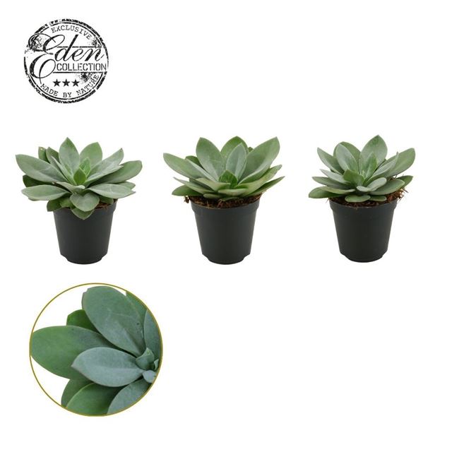 Picture of Senecio cephalophorus