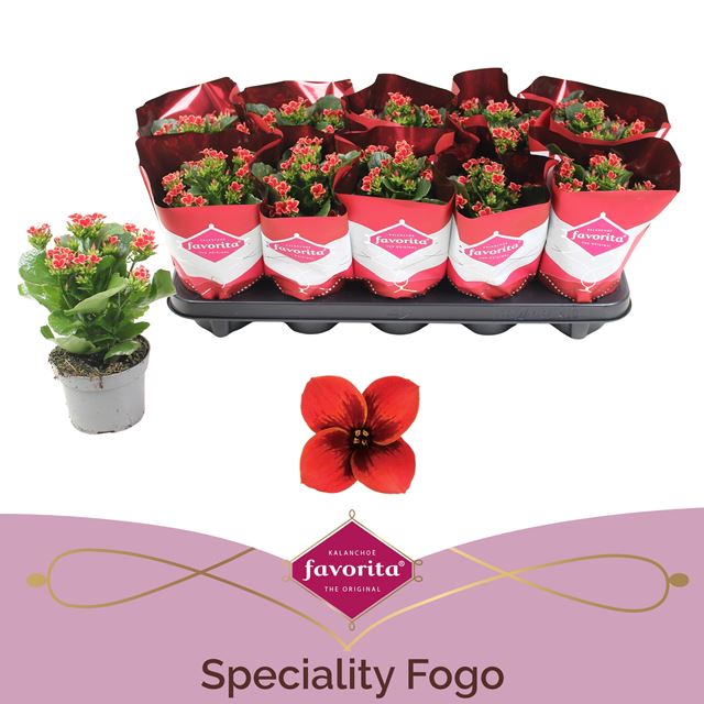 Picture of Kalanchoe single special red
