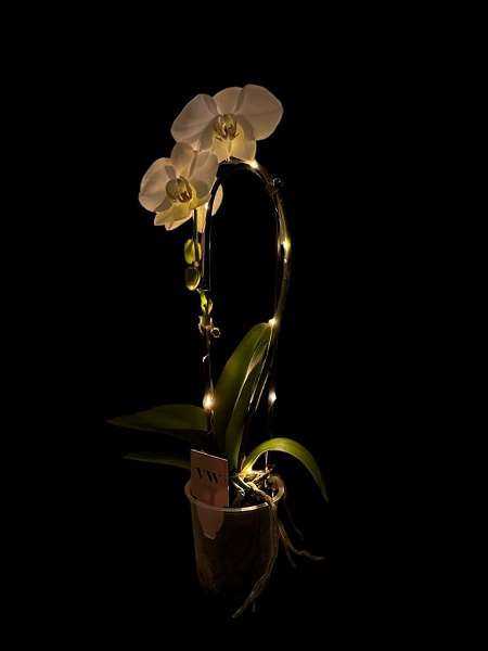 Picture of PHALAENOPSIS 01-STEM WHITE  CASCADE WITH LED