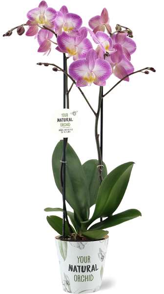 Picture of PHALAENOPSIS 02-STEM SUNCA SPLIT NATURAL ORCHID