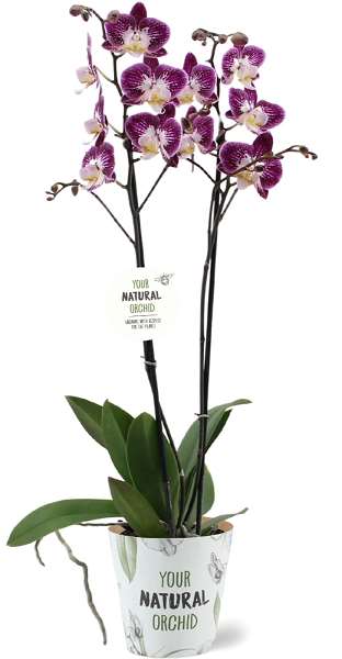 Picture of PHALAENOPSIS 02-STEM NICOLE UNIQUOLE NATURAL ORCHI