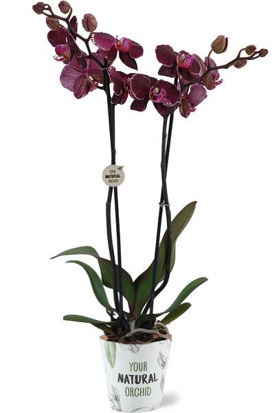 Picture of PHALAENOPSIS 02-STEM MONTPELLIER NATURAL ORCHID