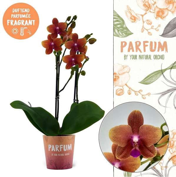 Picture of PHALAENOPSIS 02-STEM BOLGHERI PARFUM