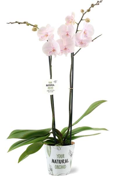 Picture of PHALAENOPSIS 02-STEM MANTA AMBON NATURAL ORCHID