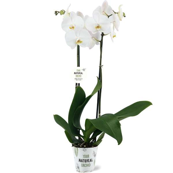 Picture of PHALAENOPSIS 02-STEM CAMBRIDGE NATURAL ORCHID