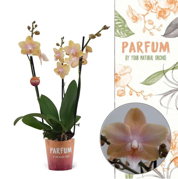 Picture of PHALAENOPSIS 03-STEM BOLGHERI LEMON PARFUM