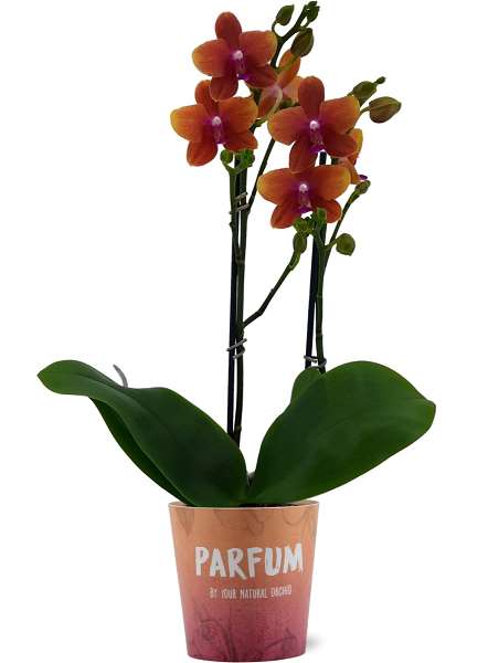 Picture of PHALAENOPSIS 03-STEM BOLGHERI PARFUM