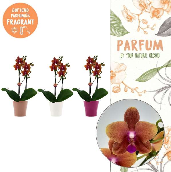 Picture of PHALAENOPSIS 02-STEM BOLGHERI PARFUM IN CERAMIC