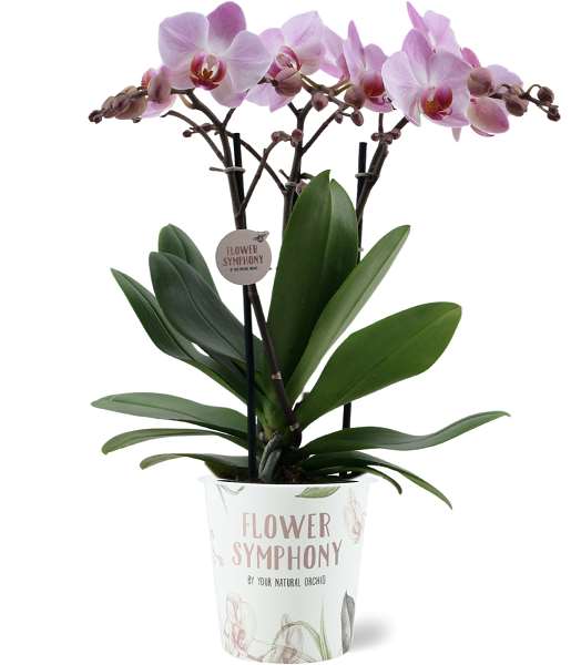 Picture of PHALAENOPSIS 03-STEM ANTWERP FLOWER SYMPHONY