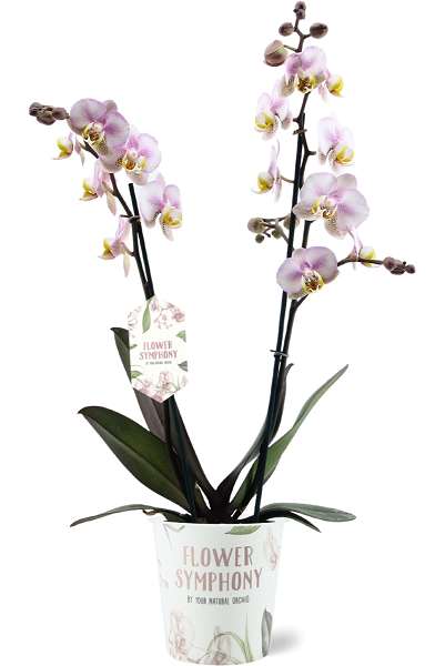 Picture of PHALAENOPSIS 02-STEM CAROLA FLOWER SYMPHONY