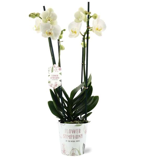 Picture of PHALAENOPSIS 03-STEM GHENT FLOWER SYMPHONY