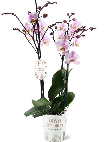 Picture of PHALAENOPSIS 03-STEM ROSKILDE FLOWER SYMPHONY