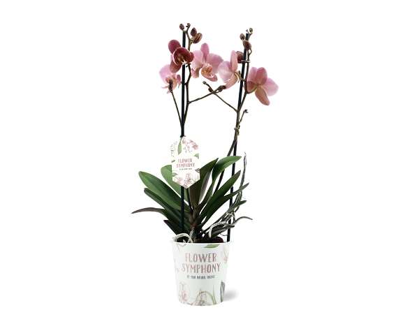 Picture of PHALAENOPSIS 02-STEM TREVISO FLOWER SYMPHONY