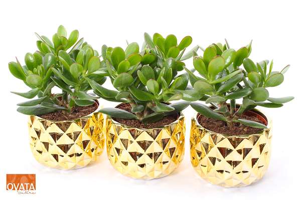 Picture of CRASSULA MAGICAL TREE IN CERAMIC