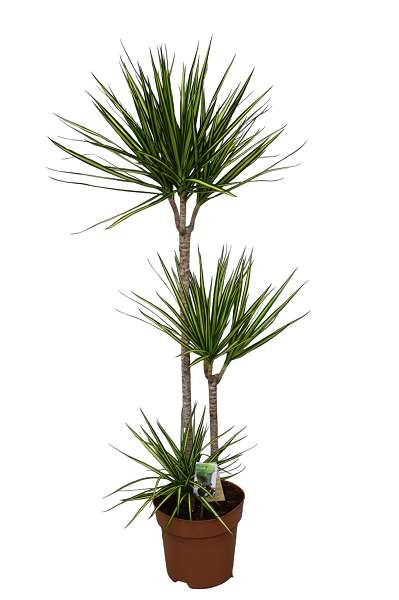 Picture of DRACAENA MARGINATA SUNRAY 090+/045+/015+