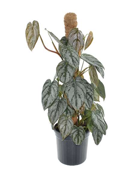 Picture of PHILODENDRON BRANDTIANUM MOSSPOLE