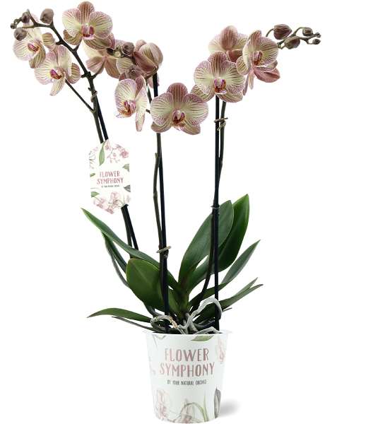 Picture of PHALAENOPSIS 03-STEM VARESE FLOWER SYMPHONY