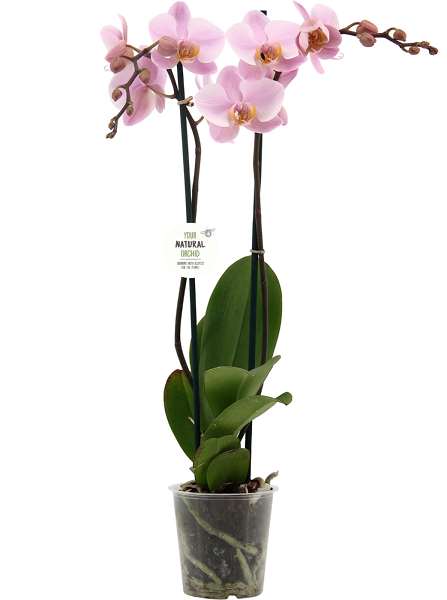 Picture of PHALAENOPSIS 02-STEM SALINAS NATURAL ORCHID