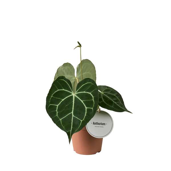 Picture of ANTHURIUM CLARINERVIUM