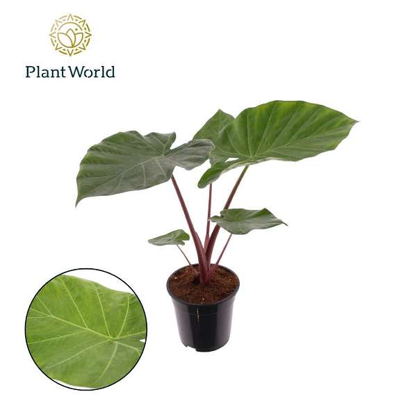 Picture of ALOCASIA IMPERIAL RED