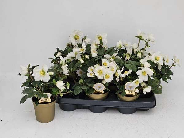 Picture of HELLEBORUS NIGER CHRISTMAS CAROL GOLDEN POT