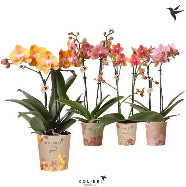 Picture of PHALAENOPSIS 02-STEM JEWEL MIX