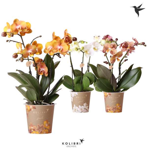 Picture of PHALAENOPSIS 03-STEM JEWEL MIX