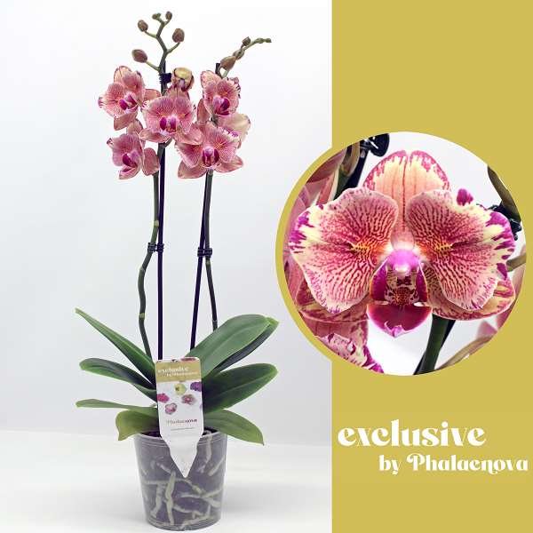 Picture of PHALAENOPSIS 02-STEM PIRATE PICOTEE PELORIC