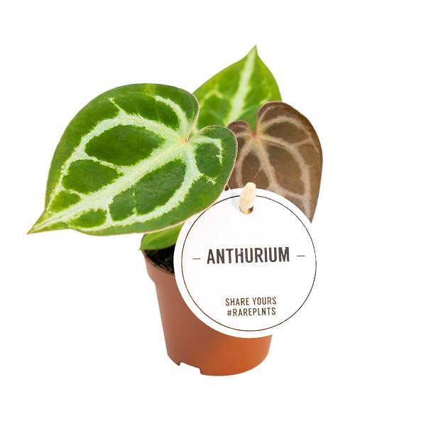 Picture of ANTHURIUM CRYSTALLINUM