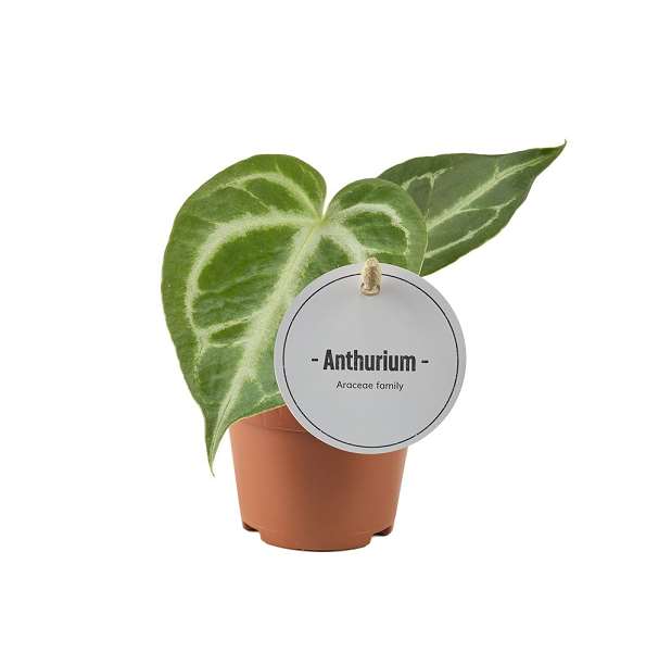 Picture of ANTHURIUM SILVER BLUSH