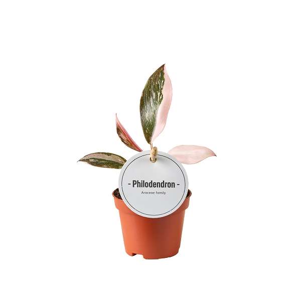 Picture of PHILODENDRON PINK PRINCESS