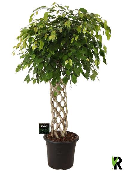 Picture of FICUS BENJAMINA EXOTICA FLAT BRAIDED STEM