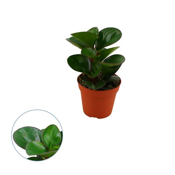 Picture of PEPEROMIA BURNING BUSH  