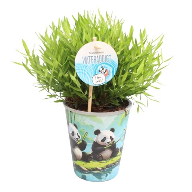 Picture of Bamusa pogonatherum monica in aquapot