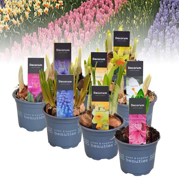 Picture of BULB MIX HYACINTHUS/TULIPA/NARCISSUS